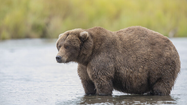 熊に遭遇した際の対処法！ キャンプに潜む獣害の危険を回避する方法！